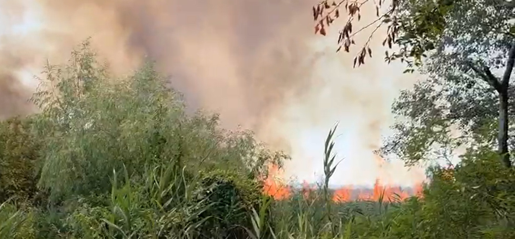 incendiu devastator in delta dunarii 700 de hectare de vegetatie uscata si padure afectate