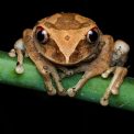 o specie de broscua de cafea a fost gasita in costa rica