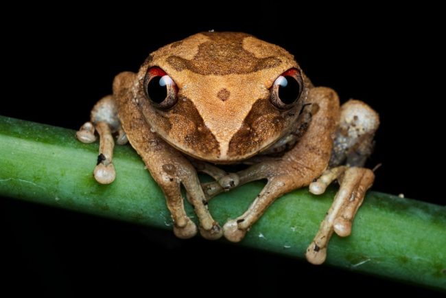 o specie de broscua de cafea a fost gasita in costa rica