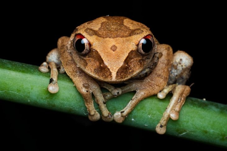 o specie de broscua de cafea a fost gasita in costa rica