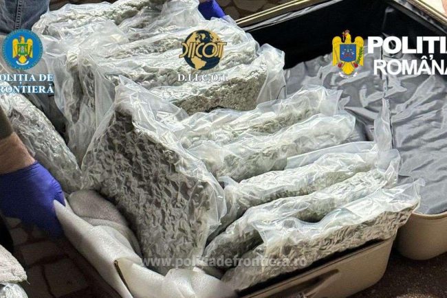sapte tineri retinuti la brasov intr un caz de trafic de cannabis cel mai tanar dintre ei are 15 ani