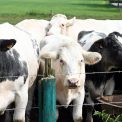 virus necunoscut descoperit la bovine in europa cercetatorii emit un avertisment privind o posibila raspandire rapida