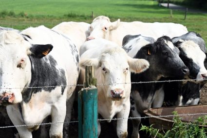 Virus necunoscut descoperit la bovine în Europa. Cercetătorii emit un avertisment privind o posibilă răspândire rapidă.