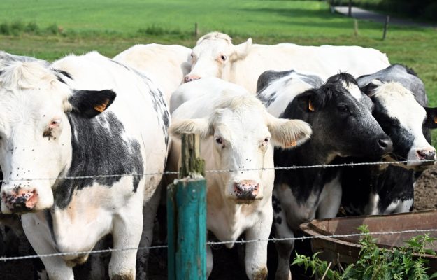virus necunoscut descoperit la bovine in europa cercetatorii emit un avertisment privind o posibila raspandire rapida
