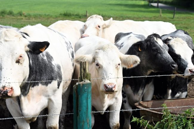 virus necunoscut descoperit la bovine in europa cercetatorii emit un avertisment privind o posibila raspandire rapida