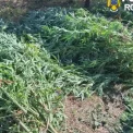 Covasna: 60 de plante de canabis confiscate, un bărbat de 62 de ani reținut