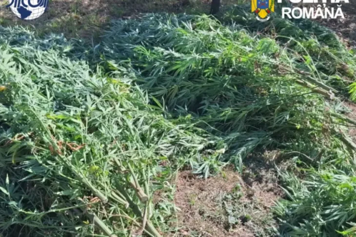 Covasna: 60 de plante de canabis confiscate, un bărbat de 62 de ani reținut