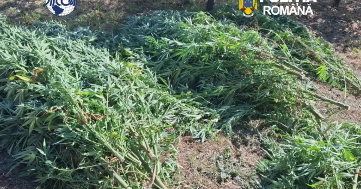 Covasna: 60 de plante de canabis confiscate, un bărbat de 62 de ani reținut
