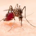 Șapte decese cauzate de virusul West Nile. Măsurile recomandate de specialiști