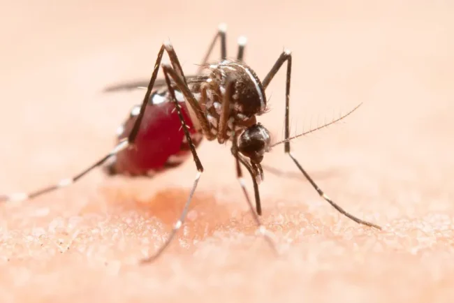 Șapte decese cauzate de virusul West Nile. Măsurile recomandate de specialiști