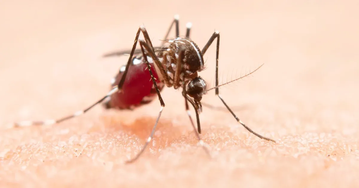Șapte decese cauzate de virusul West Nile. Măsurile recomandate de specialiști