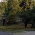 Vă rugăm să așteptați un moment, se încarcă pagina