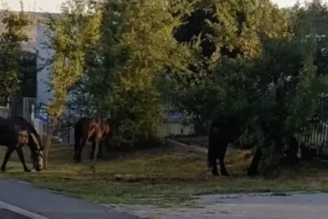 Vă rugăm să așteptați un moment, se încarcă pagina